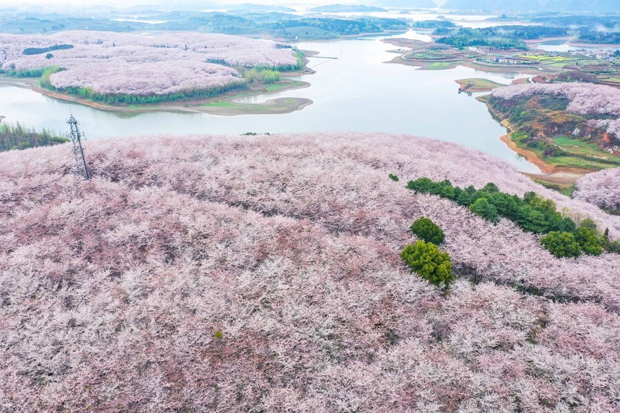 เกาะสีชมพู