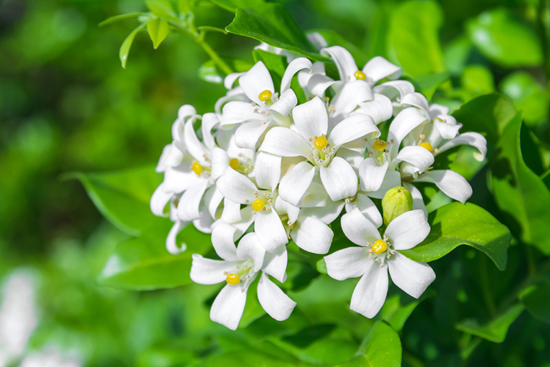 ดอกแก้ว