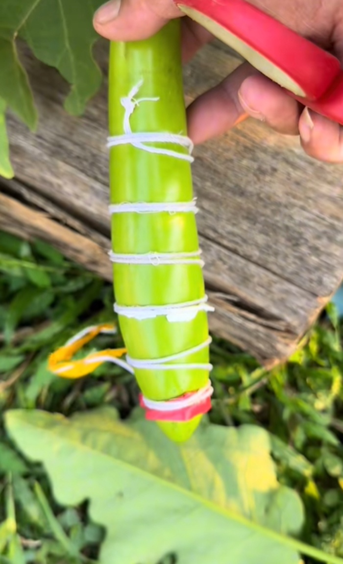 มะเขือยาว