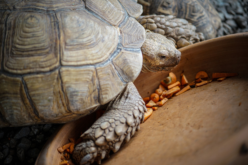 Monsters Aquarium Pattaya