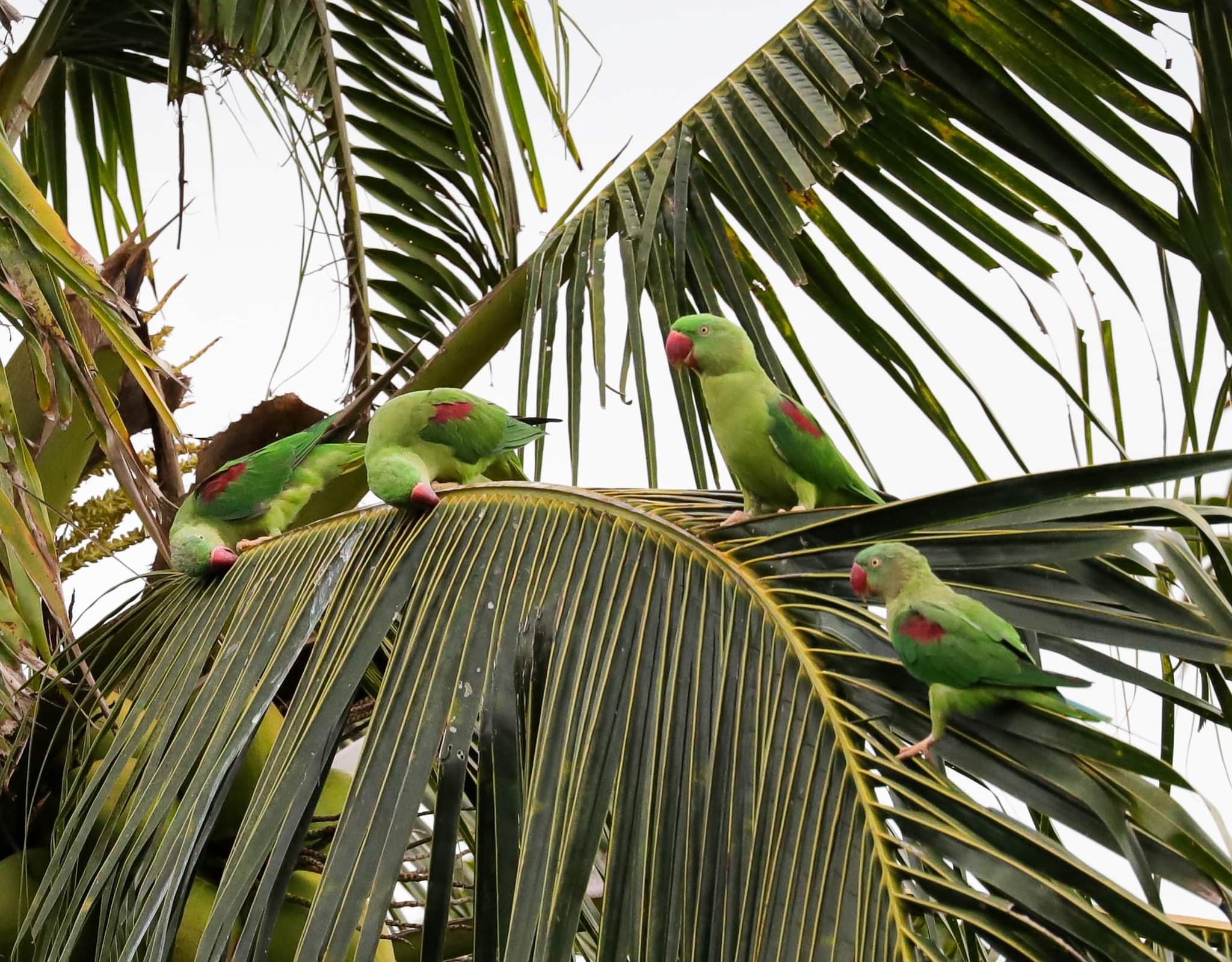 นกแก้วโม่ง