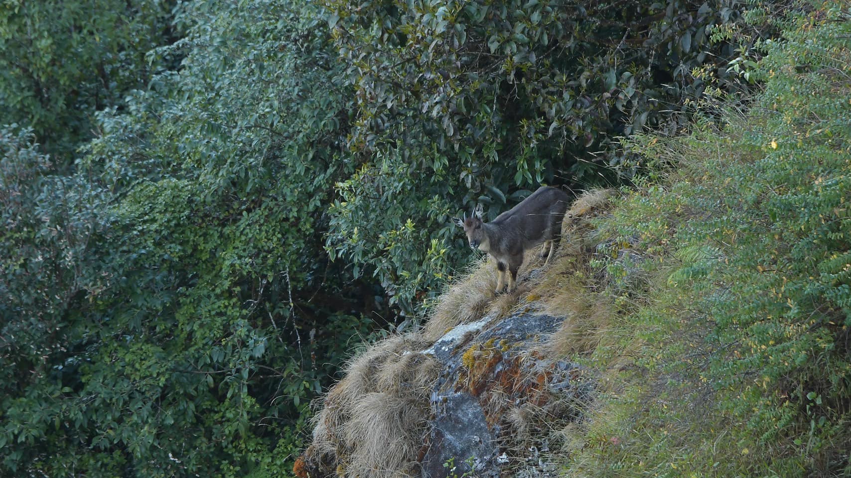 ม้าเทวดา