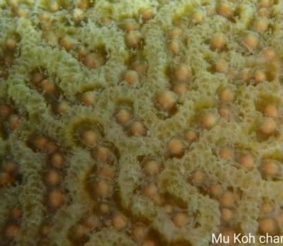 ปะการังปล่อยไข่