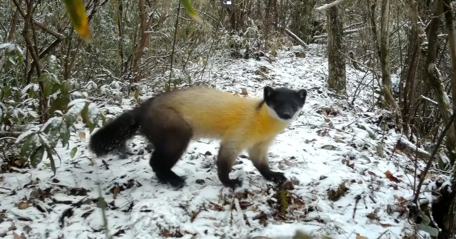 หมาไม้คอเหลือง