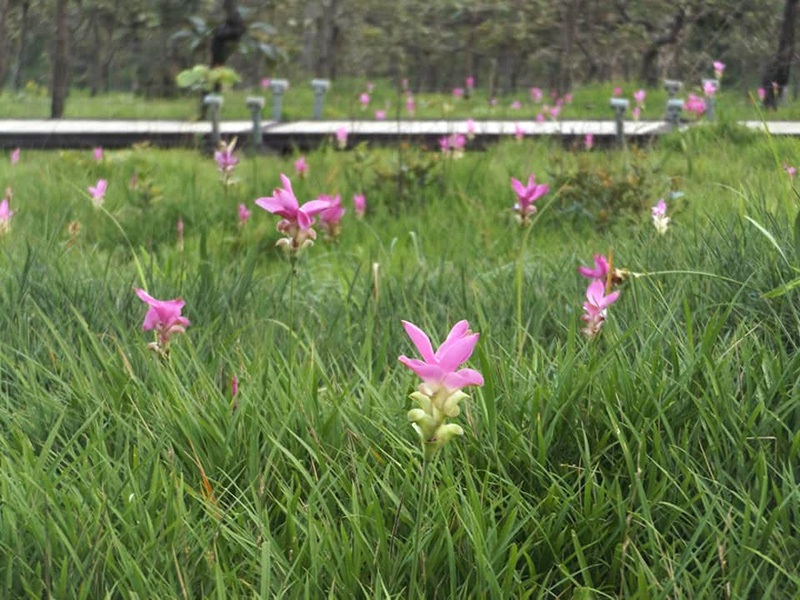 ทุ่งดอกกระเจียว 2564