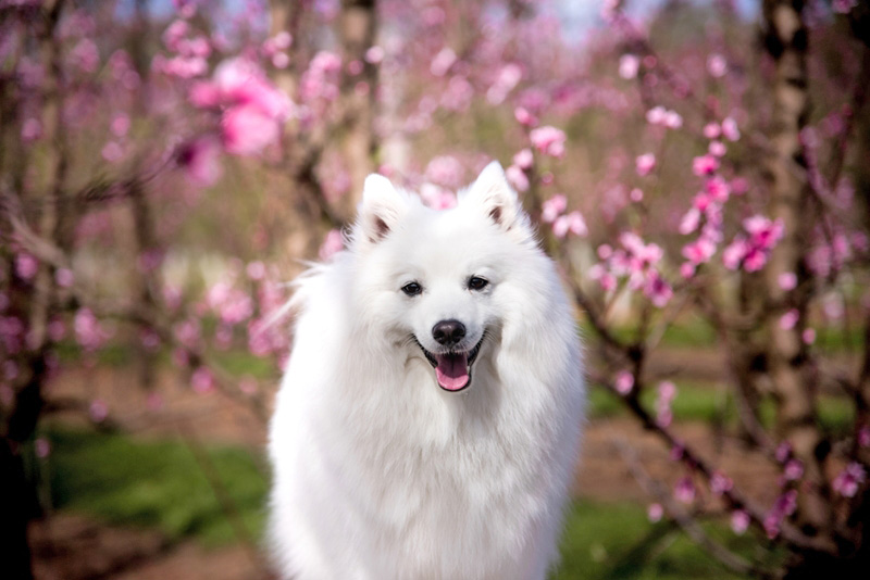เจแปนนิส สปริต (Japanese Spitz)