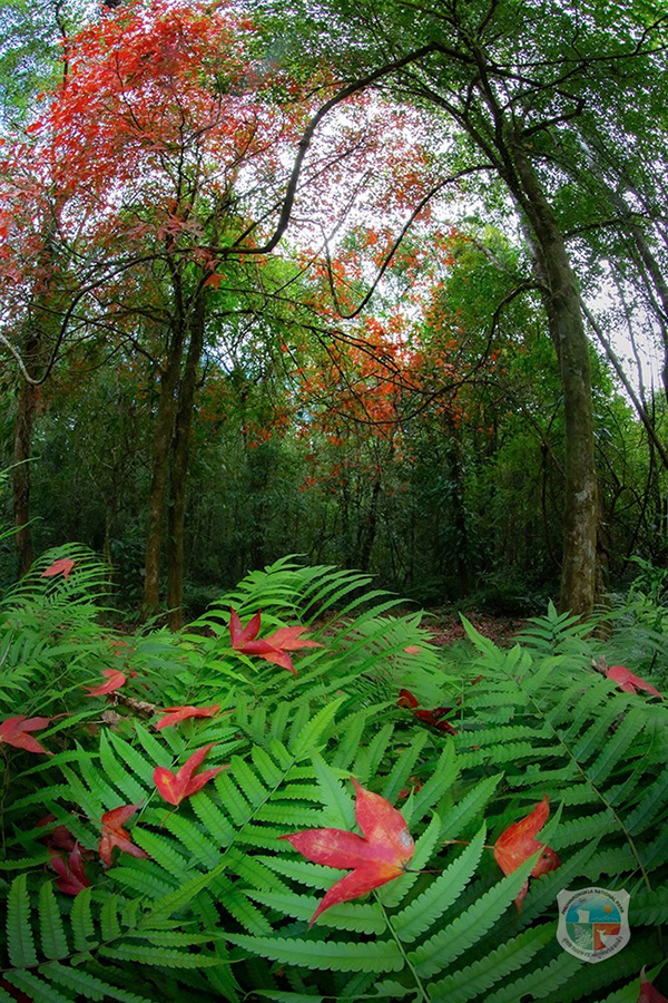 ใบเมเปิล ก่วมแดง 2568 อุทยานแห่งชาติภูหินร่องกล้า