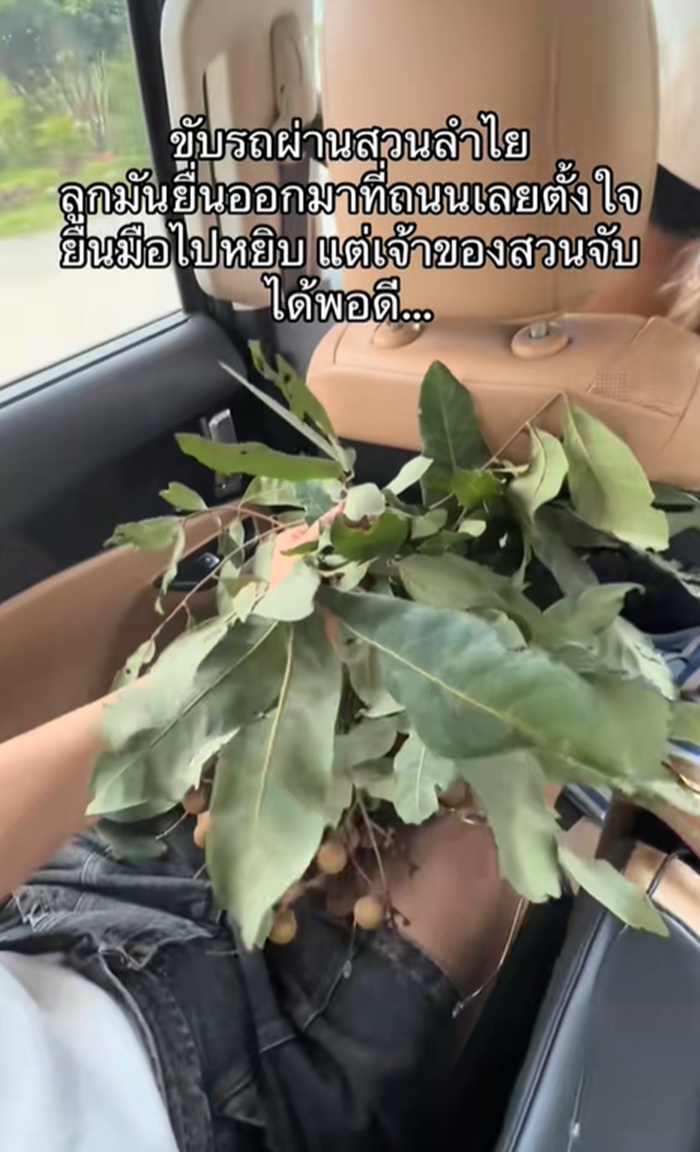 เก็บลำไย