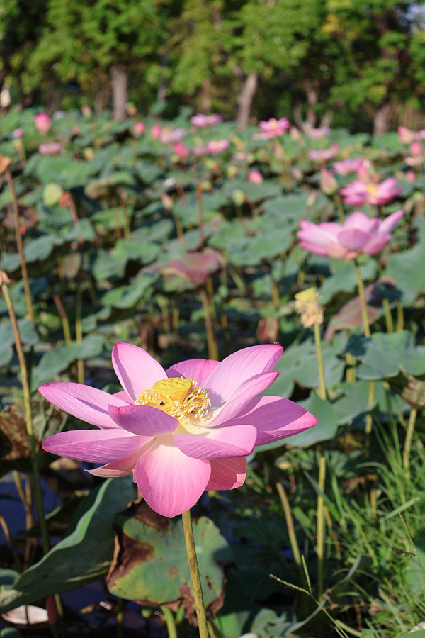 บึงบัว สวนรถไฟ