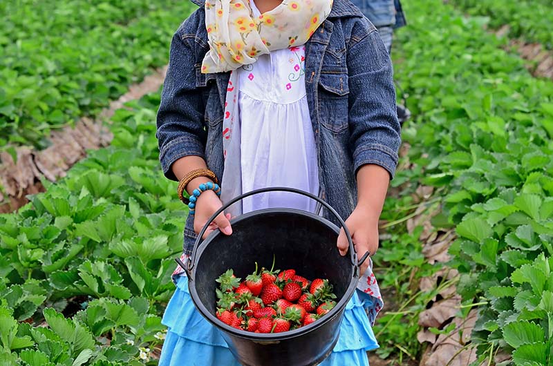 สตรอว์เบอร์สะเมิง