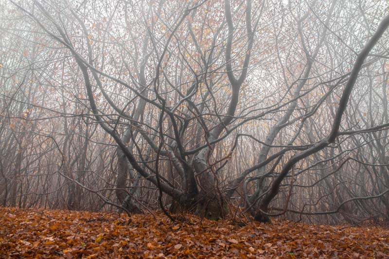 Hoia Baciu Forest