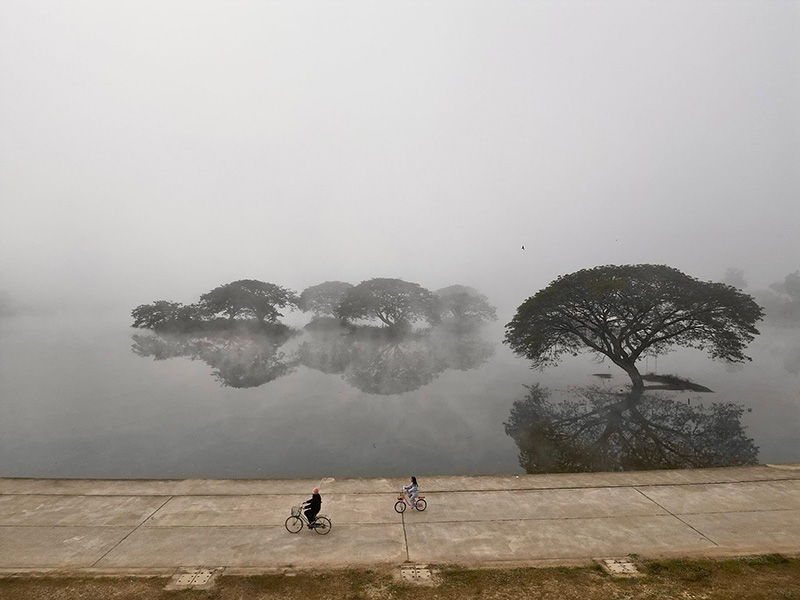 หนองน้ำครก น่าน ต้นจามจุรี