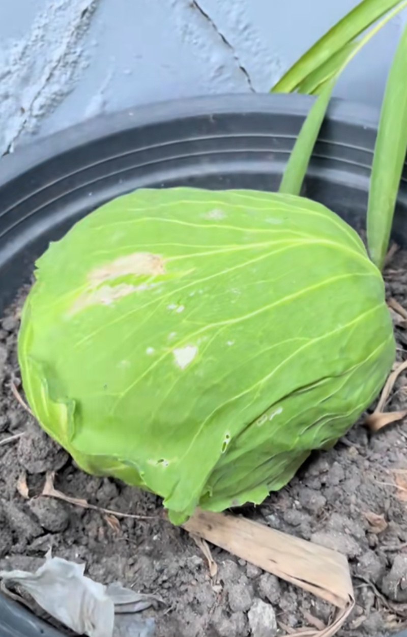 กะหล่ำปลี