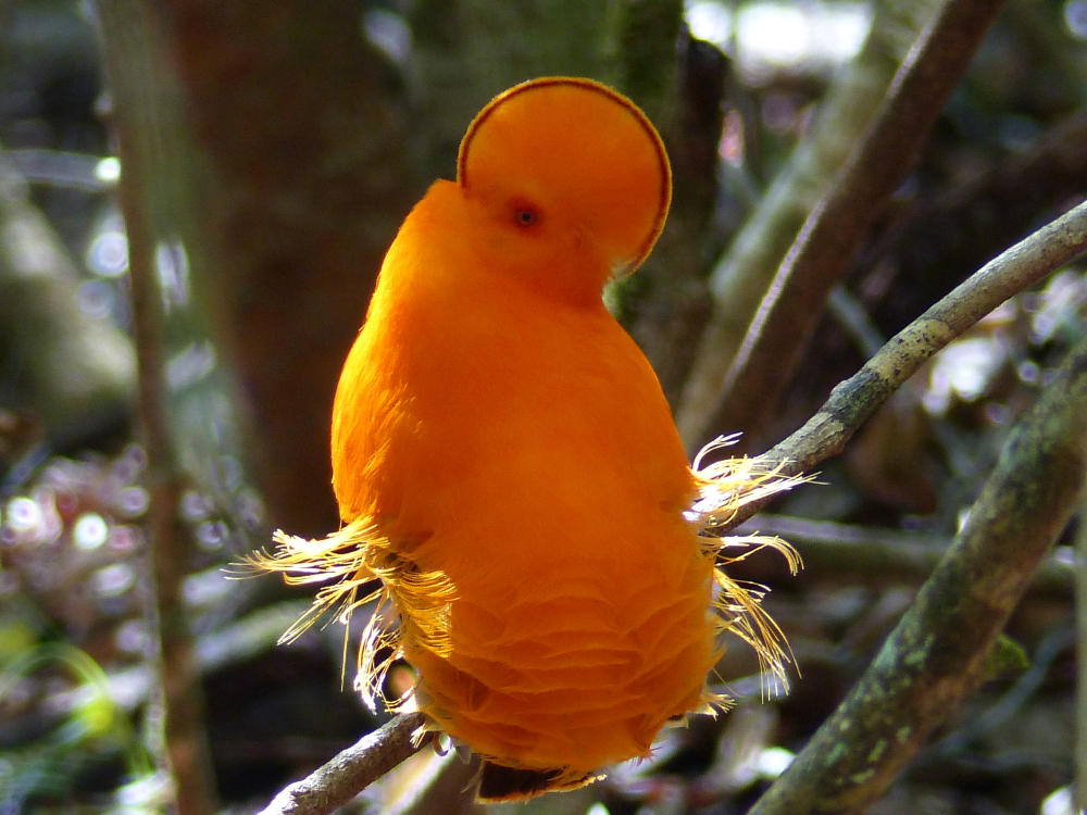 ค็อกออฟเดอะร็อก