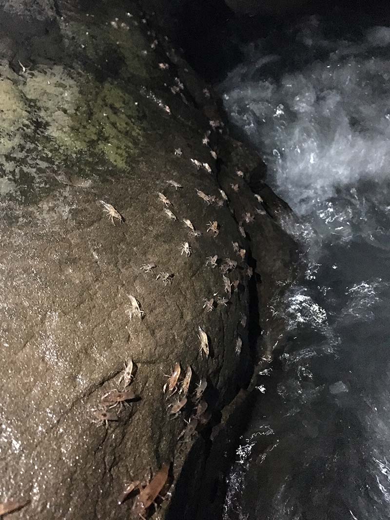 กุ้งเดินขบวน
