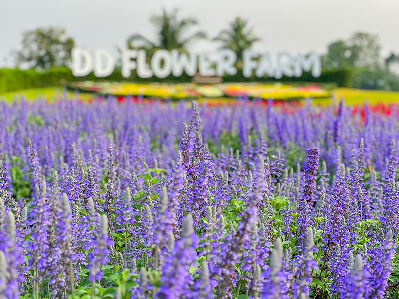 DD Flower Farm จังหวัดสุพรรณบุรี