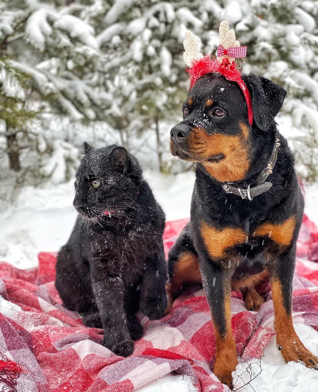 มิตรภาพต่างสายพันธุ์