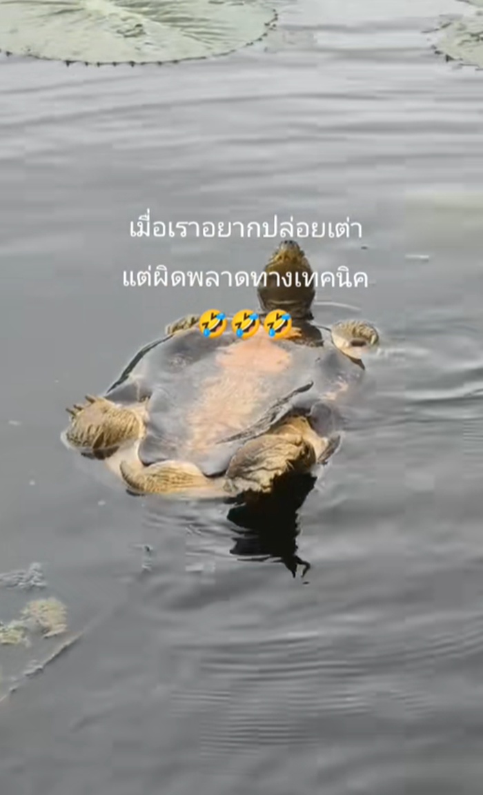 ปล่อยเต่า