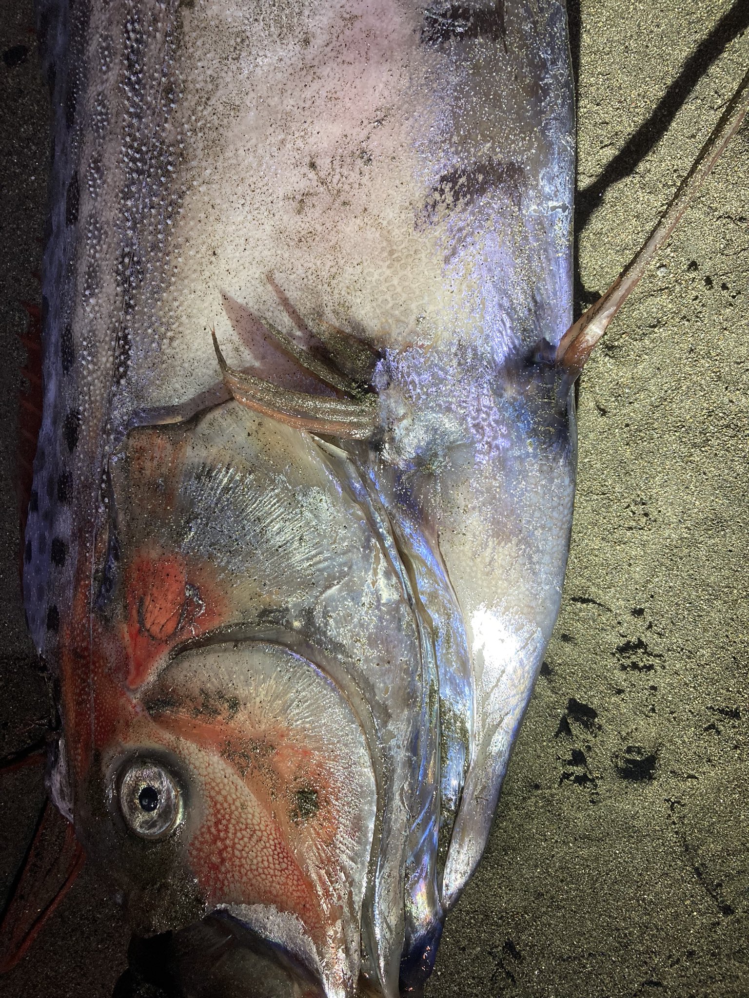 สิ่งมีชีวิต