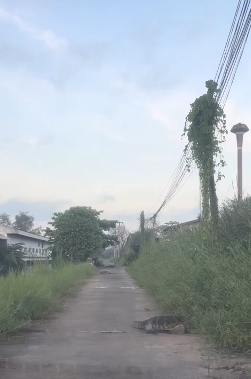 ตัวเงินตัวทอง