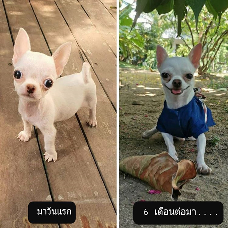 เผือก