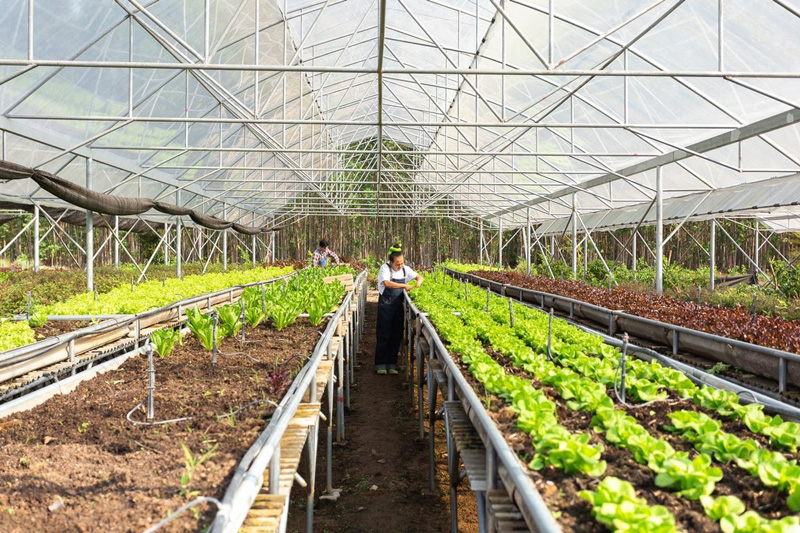 เสนาหอย - วิลลี่ แมคอินทอช