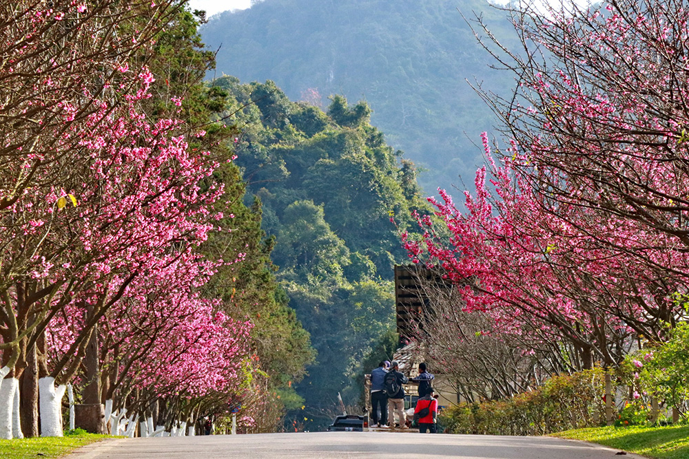 ดอกนางพญาเสือโคร่ง