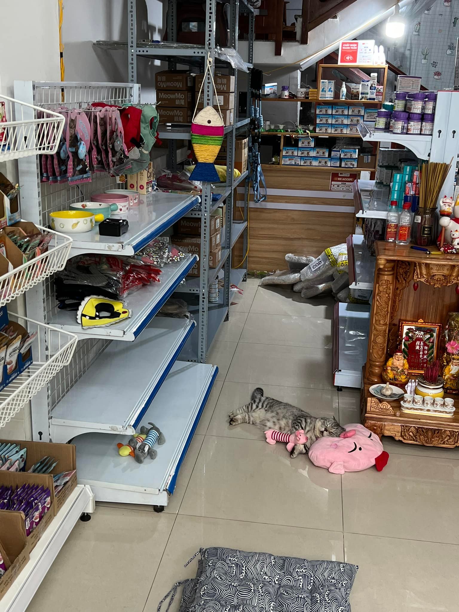แมวนอน