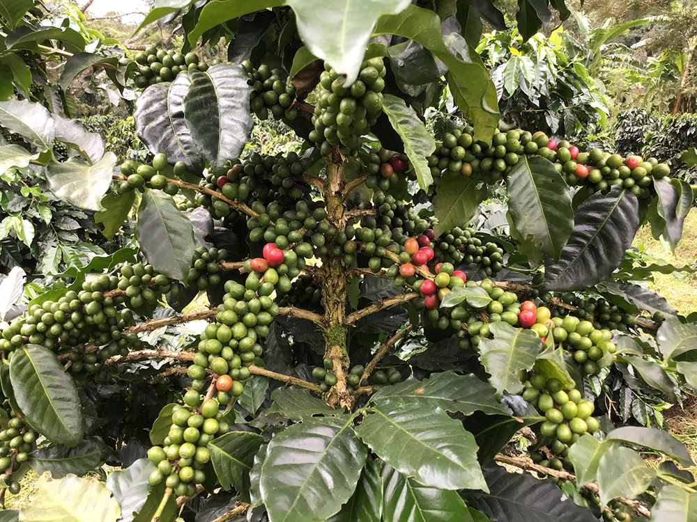 ปตท. โครงการหลวงเลอตอ