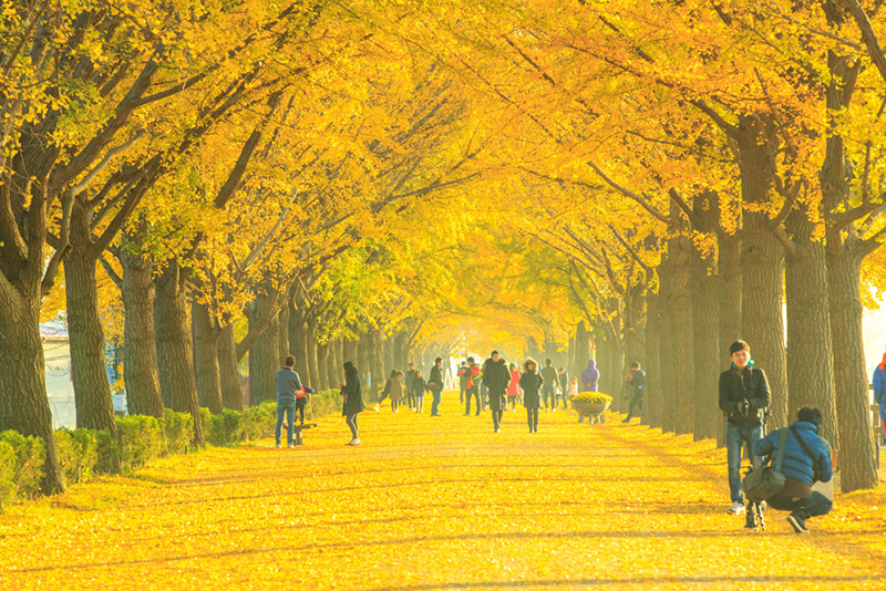 สถานที่ชมต้นแปะก๊วย