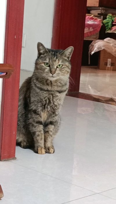 เลี้ยงแมว