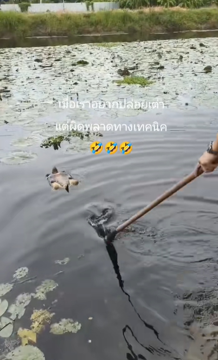 ปล่อยเต่า