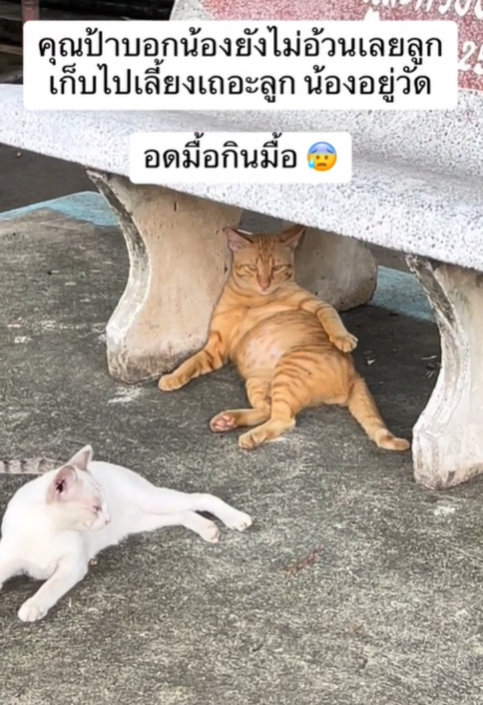 แมววัด