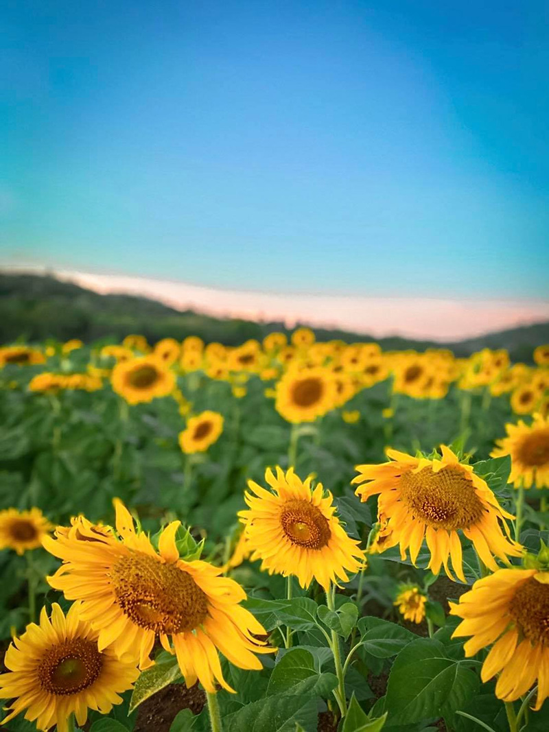 ทุ่งทานตะวัน อู่ทอง สุพรรณบุรี