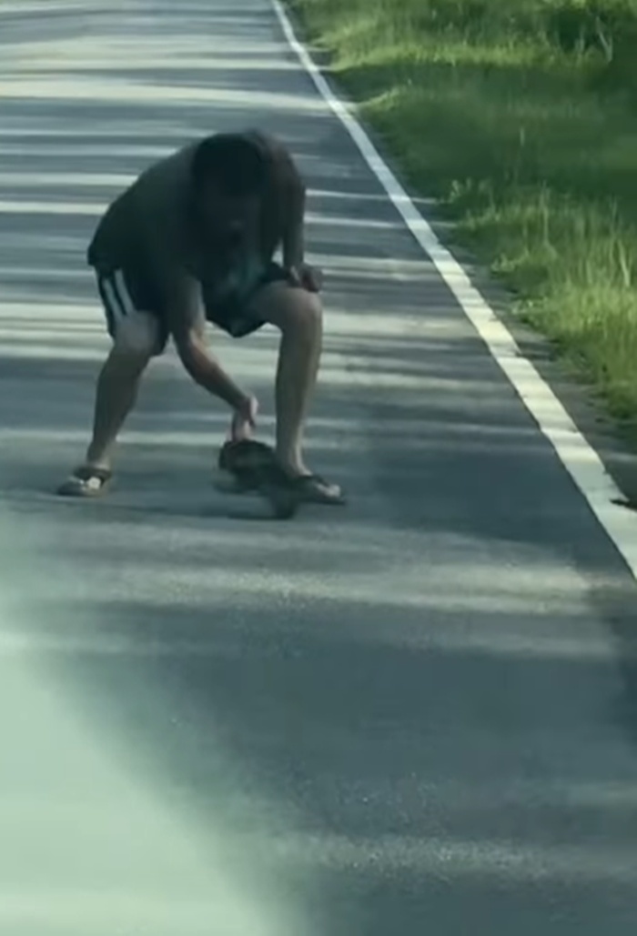 ช่วยเต่า