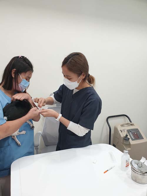 รีวิวทำ CT Scan สุนัข