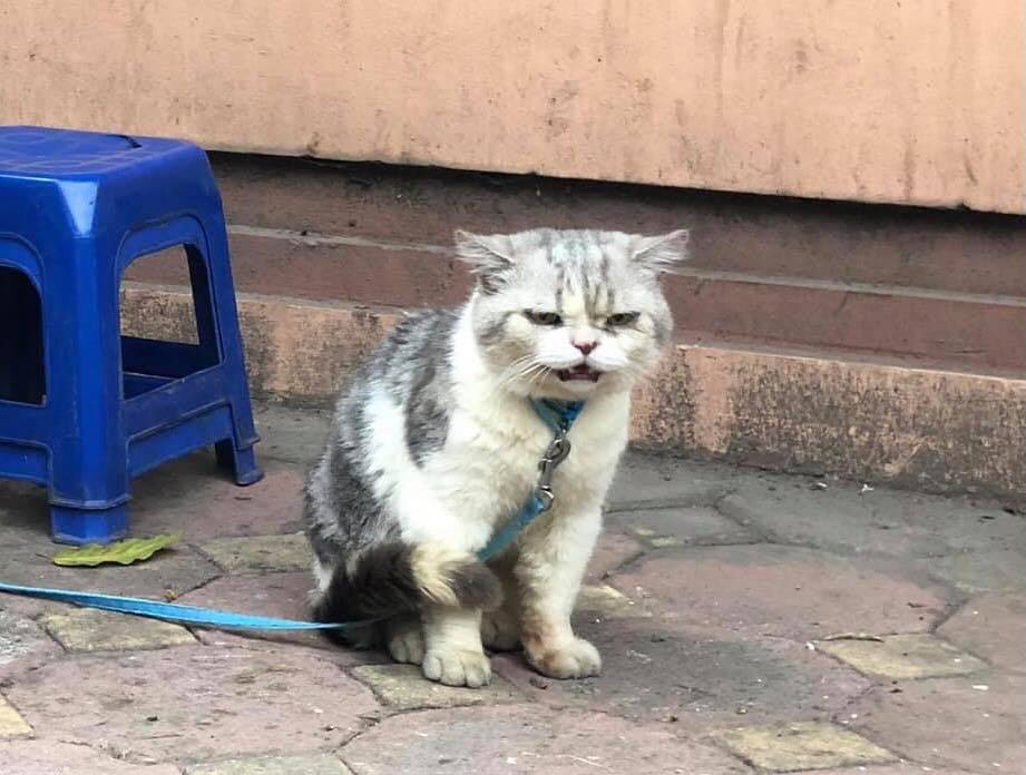 แมวเซ็ง
