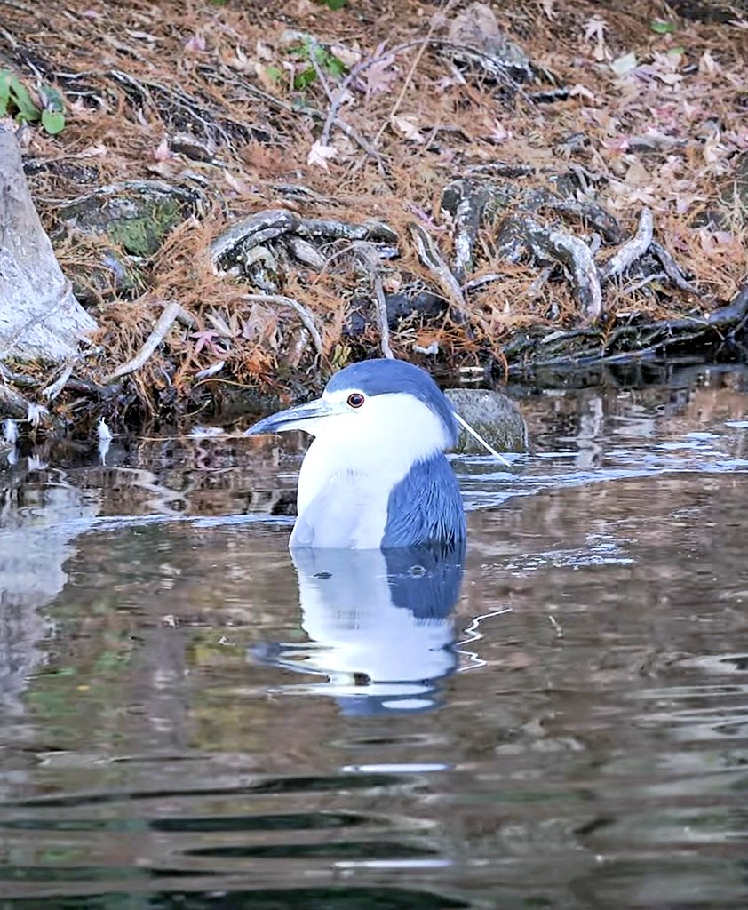 เพนกวิน