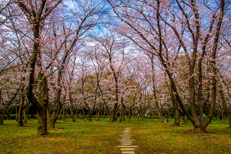 ซากุระ 2020