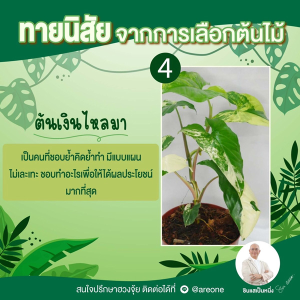 ต้นเงินไหลมา