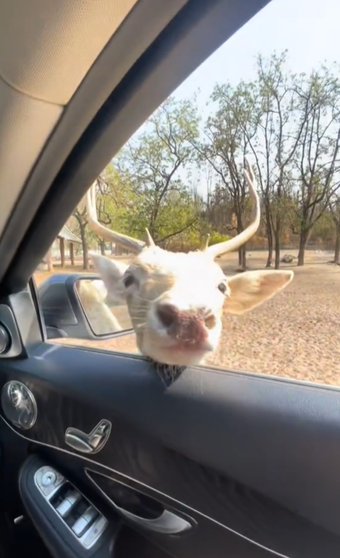 ขับรถดูสัตว์