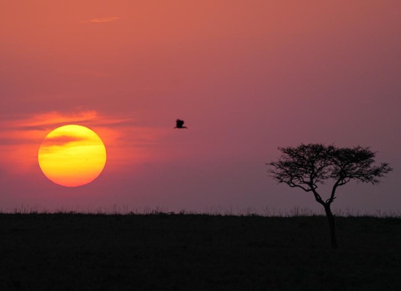 สัตว์ป่าในเขตอนุรักษ์ มาไซ มารา ประเทศเคนยา