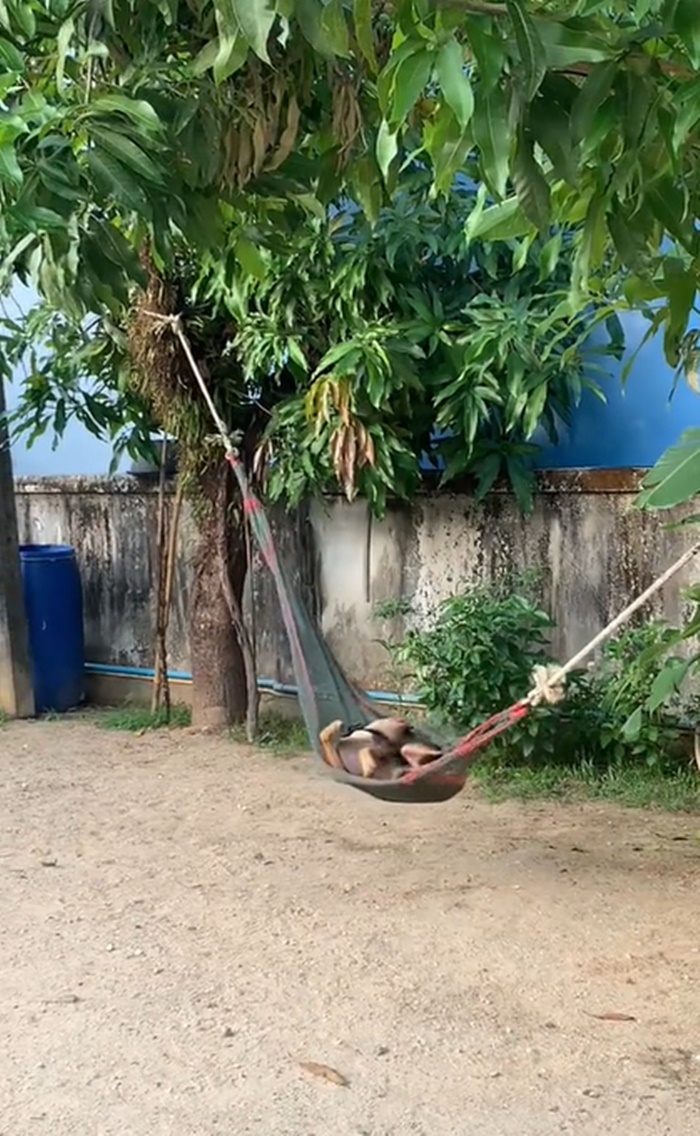 เปลหมา