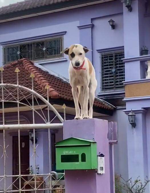 หมาปีน