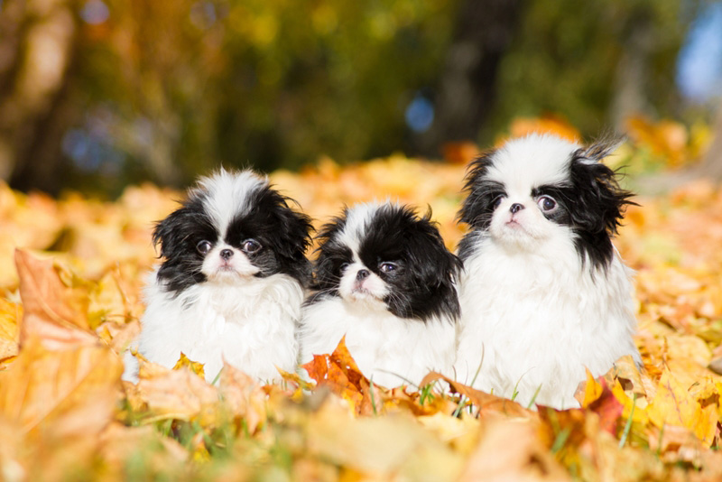 เจแปนนิส ชิน (Japanese Chin)