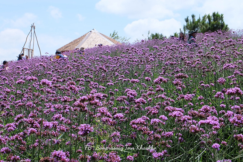 ทุ่งเวอร์บีน่า เขาค้อ