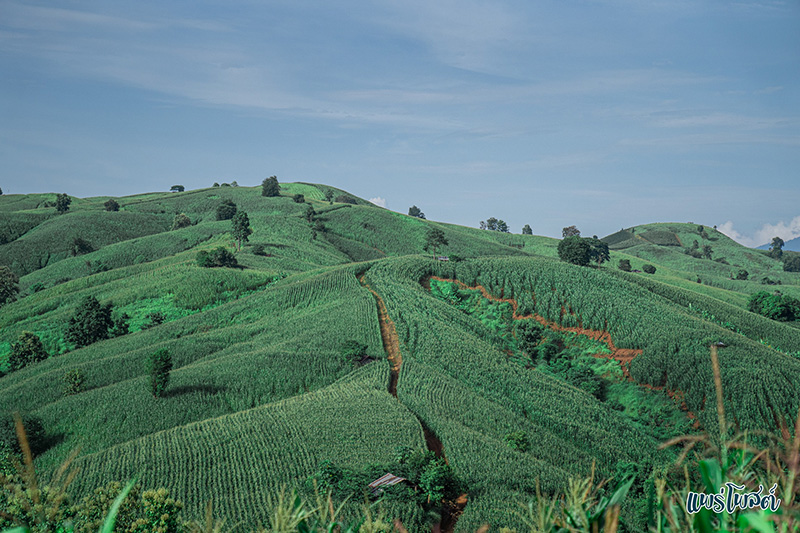 เนินเขาเขียวที่มองเห็นจากถนนลอยฟ้าแพร่ หมายเลข 1343