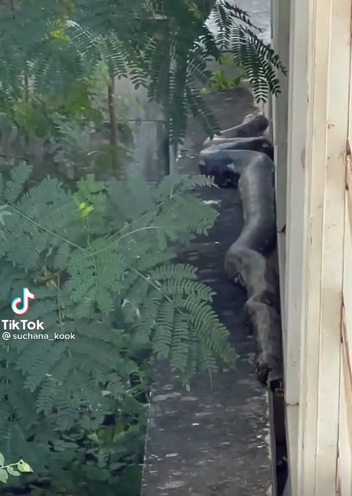 งูยักษ์ คลองสามวา