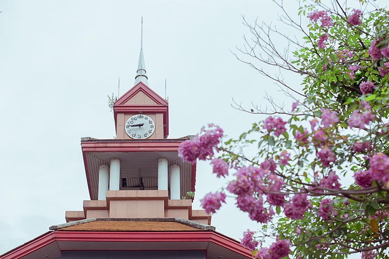 ชมพูพันธุ์ทิพย์ 2565