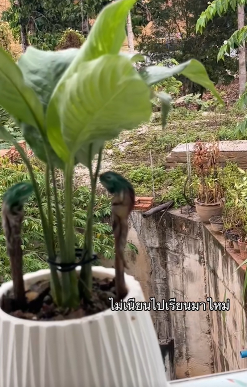 กระถางต้นไม้